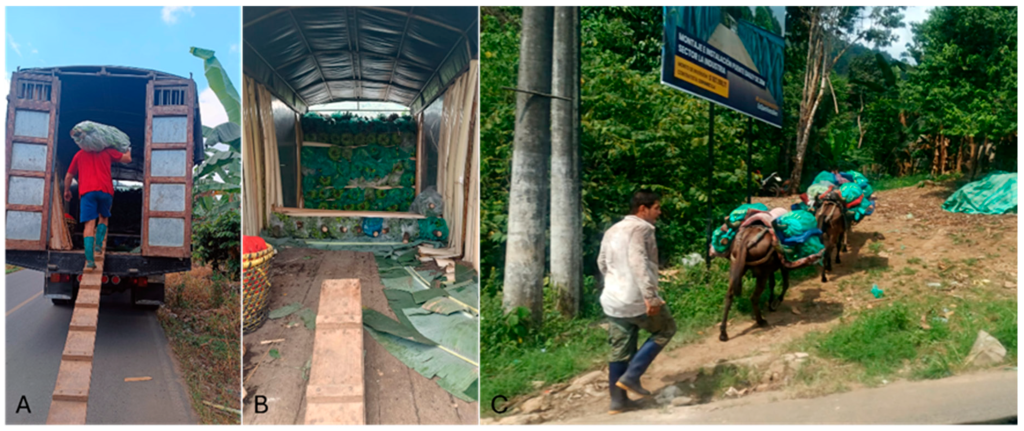 Vulnerabilidad musáceas FOC R4T INIAP Ecuador