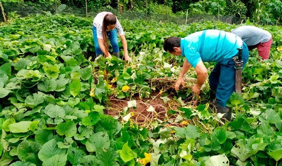 Camote Toquecita INIAP